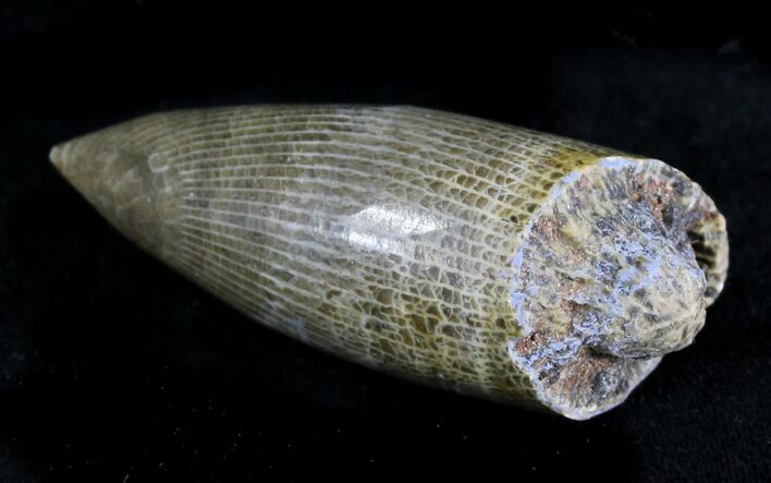 Polished Fossil Horn Coral - Morocco #28518